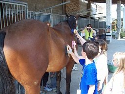 Concorso Ippico di Saletto 2015 (56)